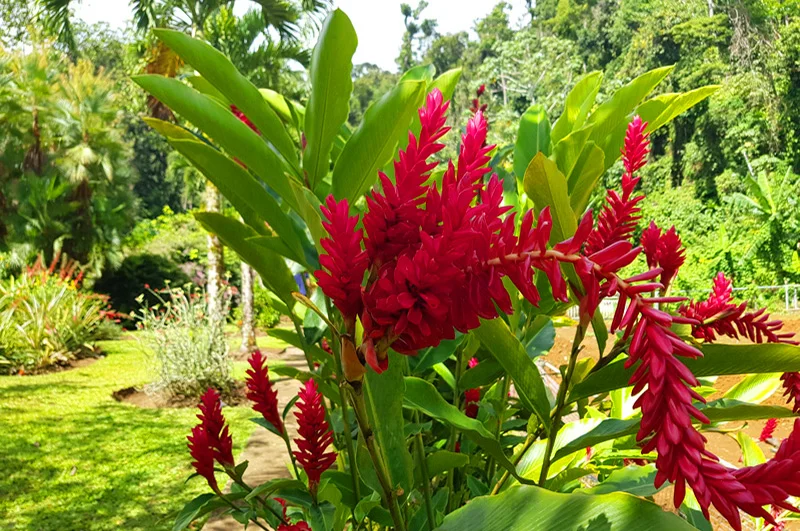 Alpinias rouges