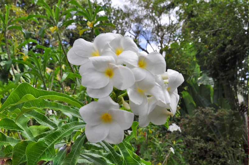 Fleurs de Frangipanier