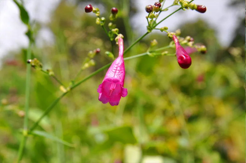 fleur6.jpg