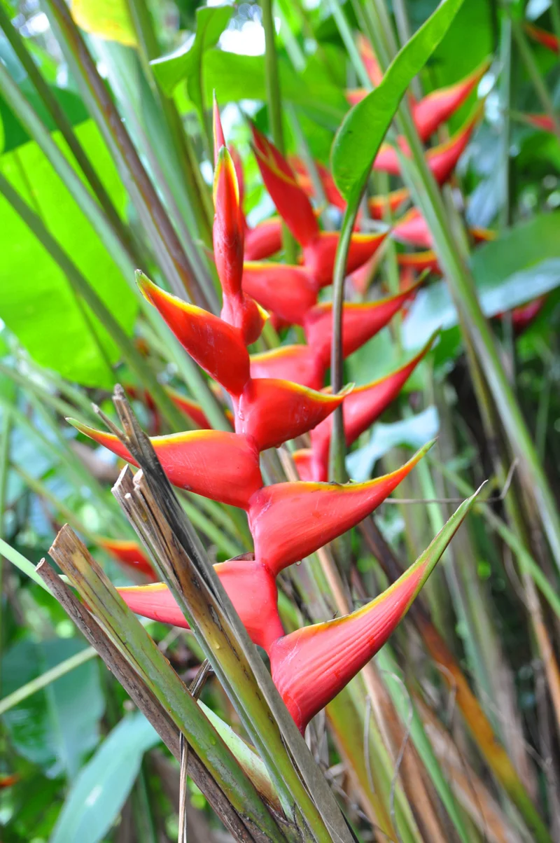 Héliconia