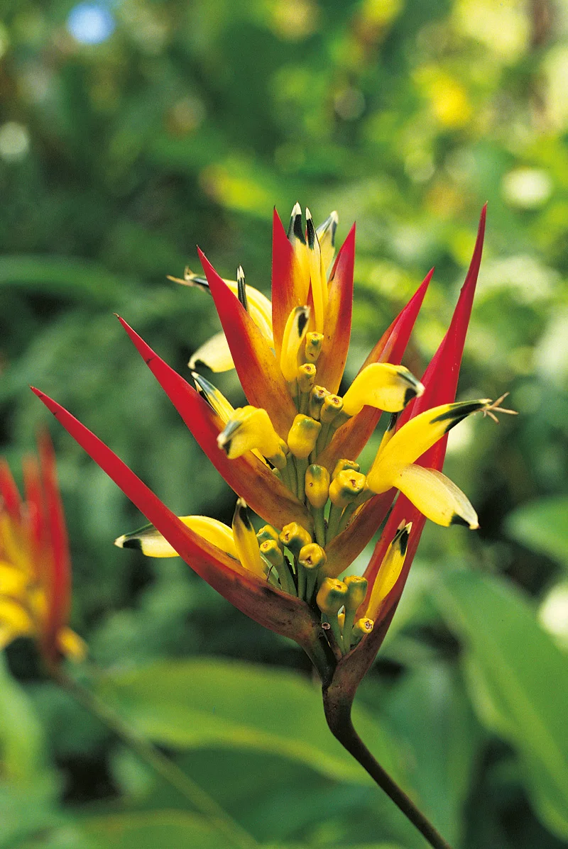 Héliconia acuminata