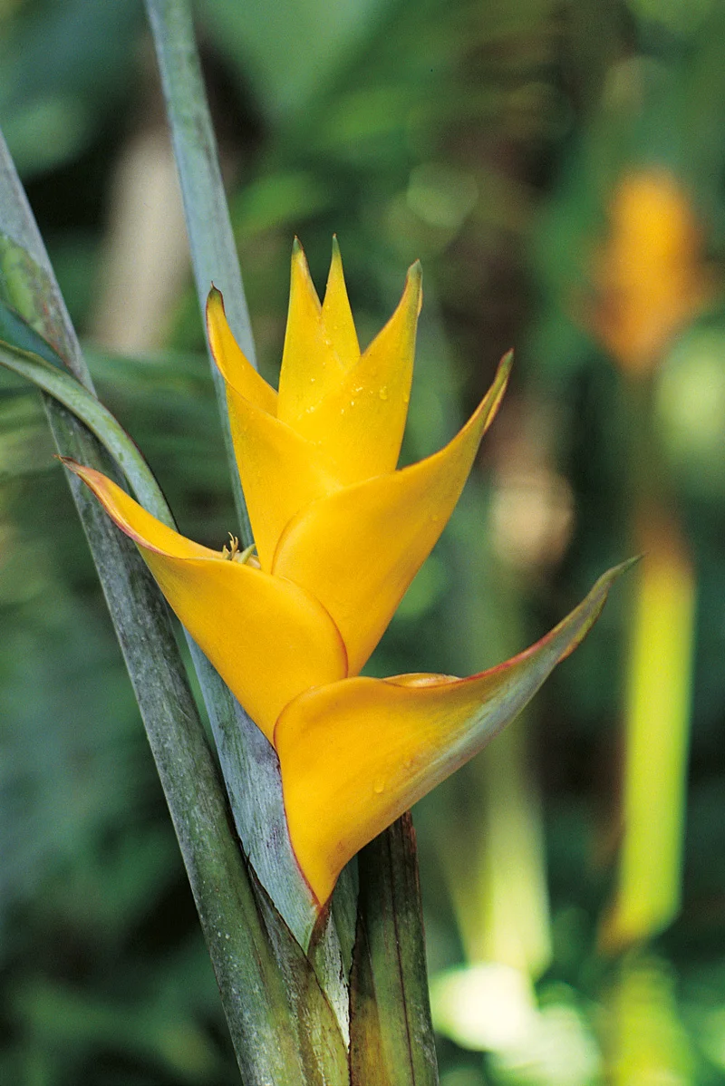 Héliconia Imbricata