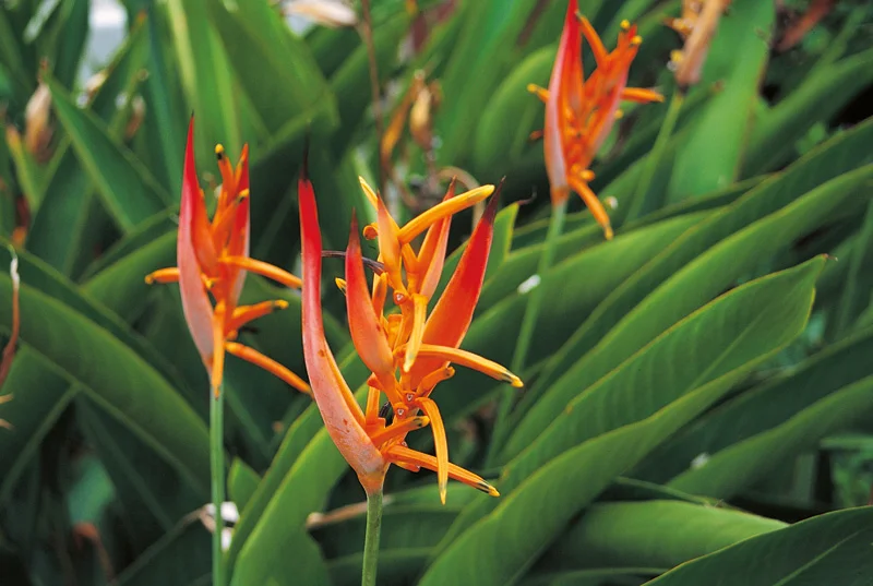 Héliconia psittacorum