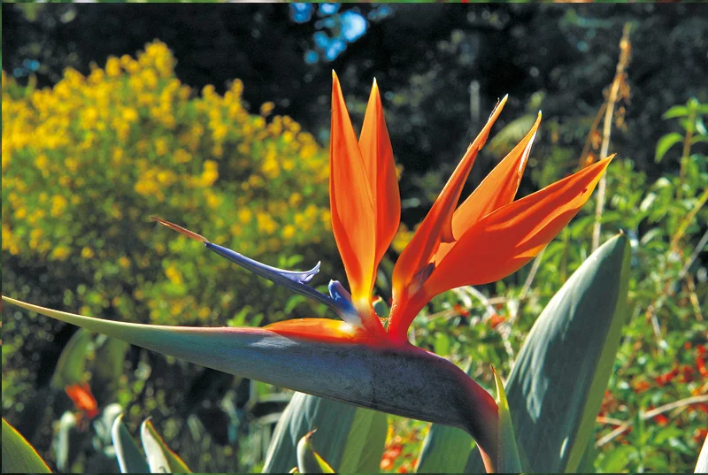 Oiseau du paradis