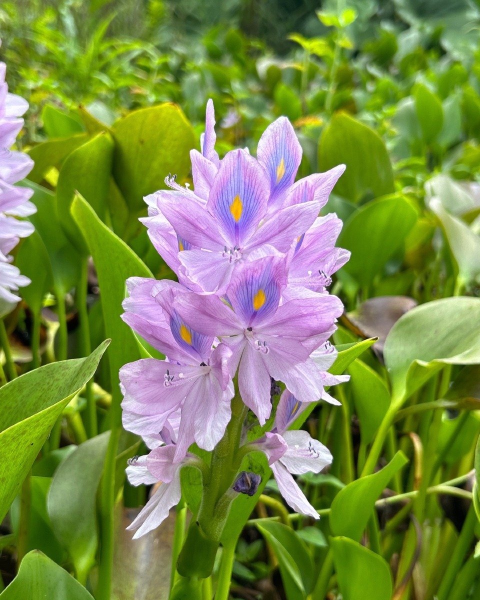 Kennen Sie diese Wasserschönheit?🌸.
Die Wasserhyazinthe sieht nicht nur schön aus, sie spielt auch eine entscheidende Rolle in aquatischen Ökosystemen.🌿✨.
Ist Ihnen dieses Wunderwerk schon einmal begegnet