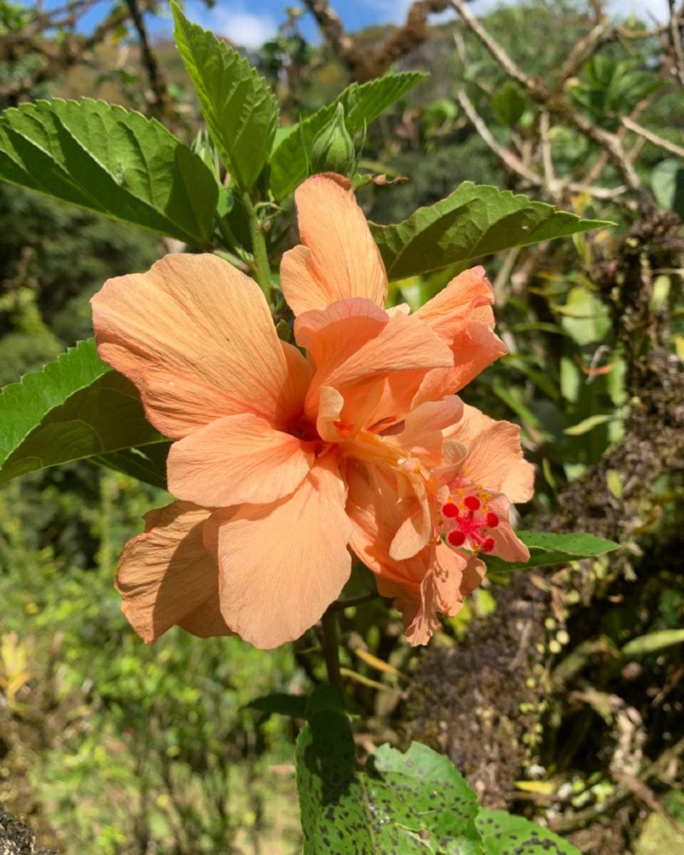 #PflanzedesMonats: Hibiskus! 🌺
In diesem November beleuchten wir den Hibiskus, eine Pflanze, die auf den Antillen und in der ganzen Welt nicht wegzudenken ist! 🌍 
Mit Hunderten von Arten wird der Hibiskus nicht nur geschätzt. 