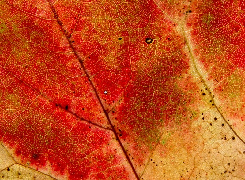 sunlight&autumn-leaf-scott-robinson.jpg