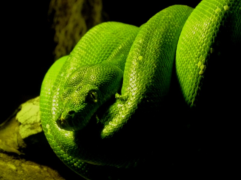 evil-snake.jpg