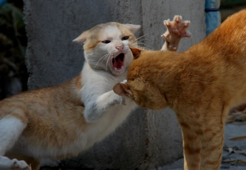 evil-Fighting_cat.jpg