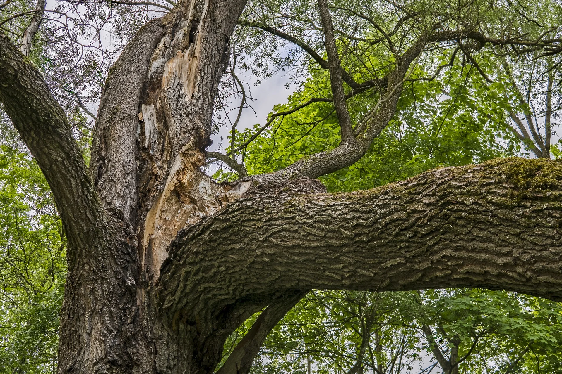 old-tree-2354153_1920.jpg