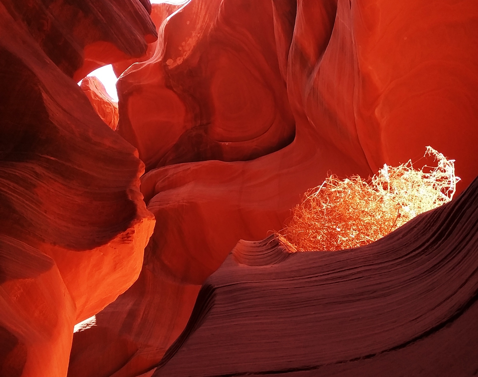 190622+antelope+lower100a+bush.jpg