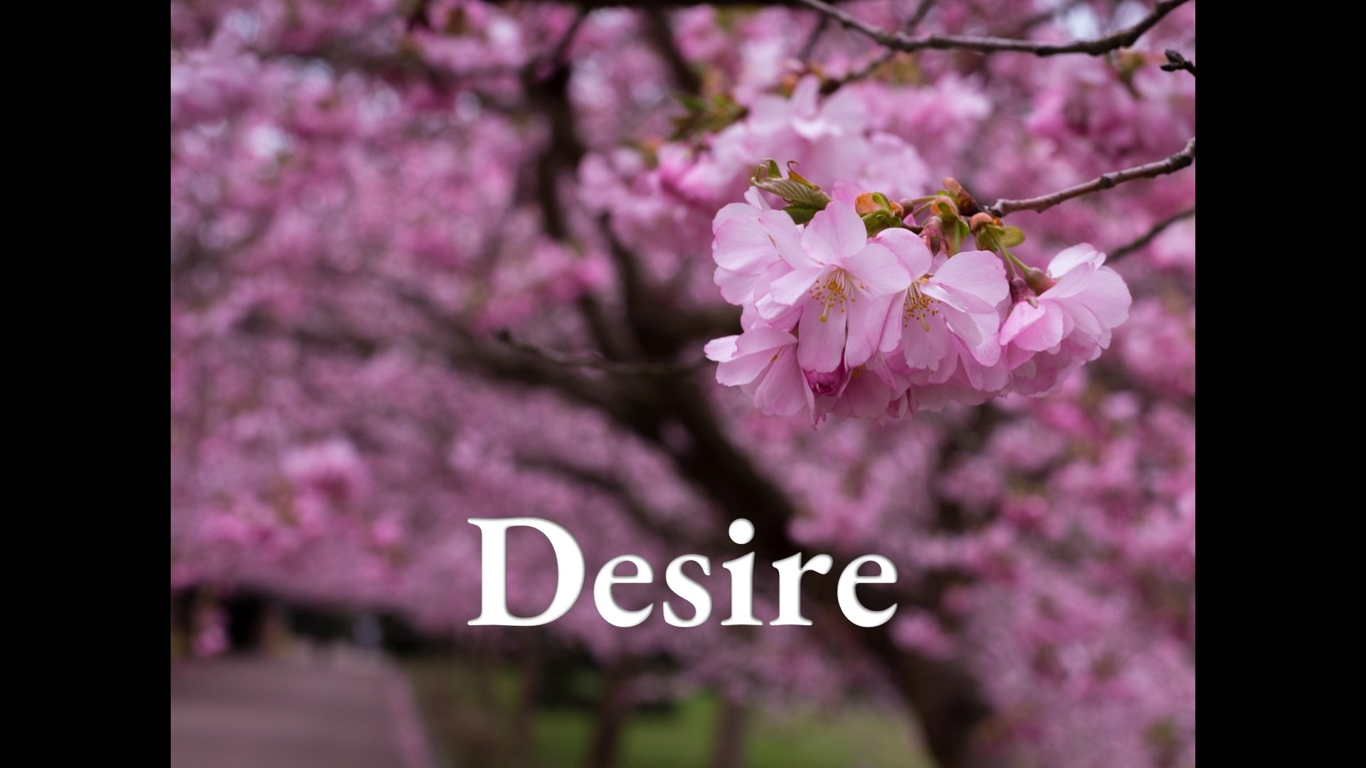 Human Desires