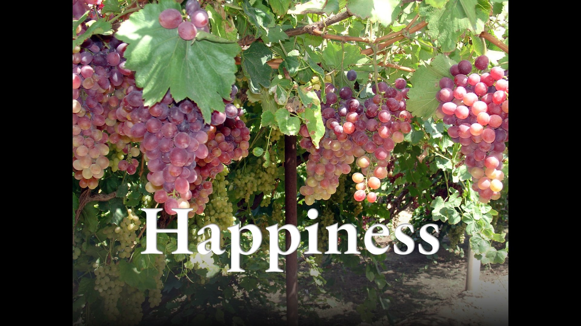 Happiness