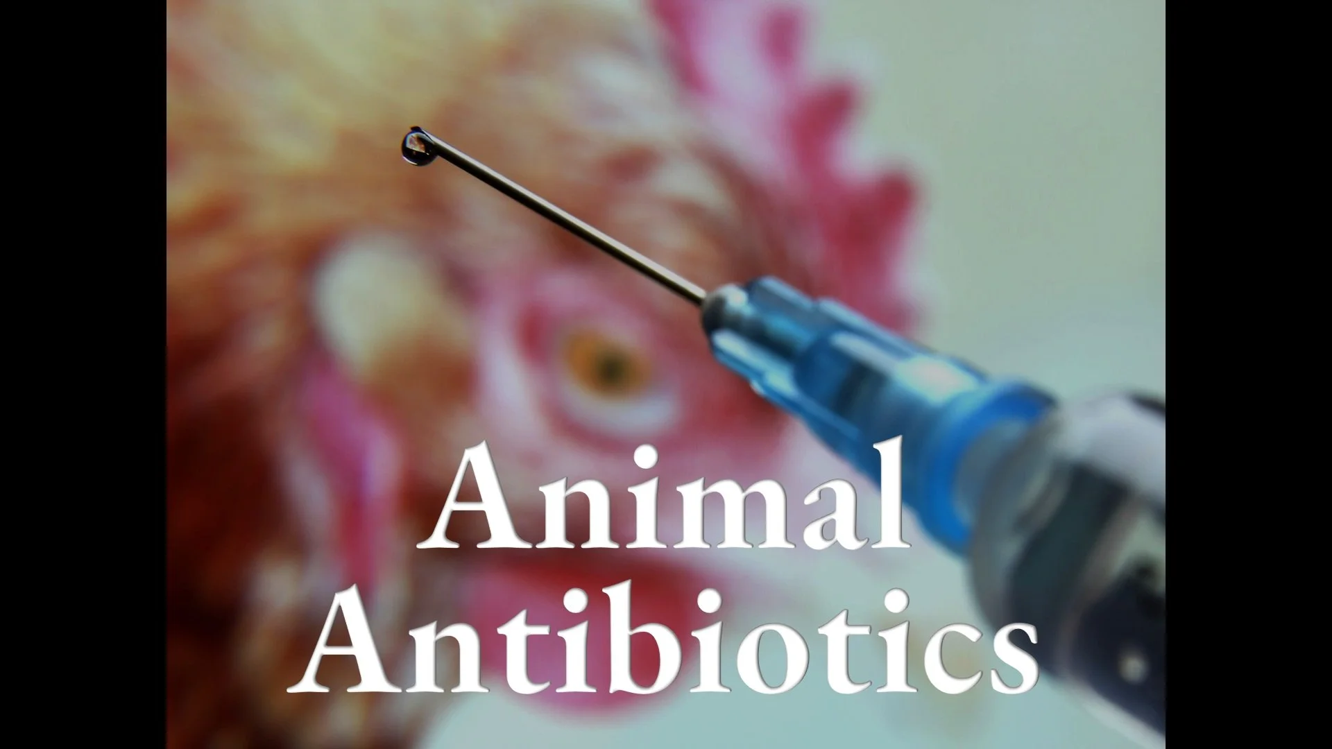 Animal Antibiotics
