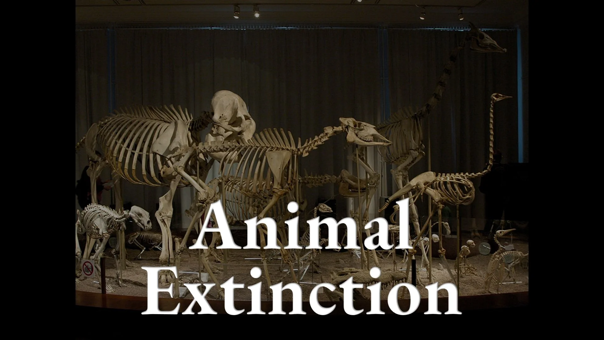 Animal Extinction
