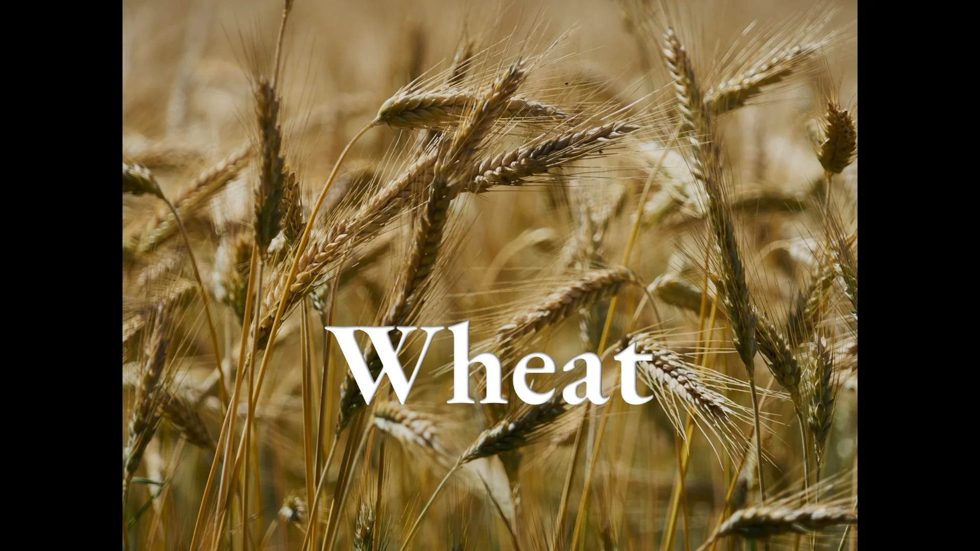Wheat