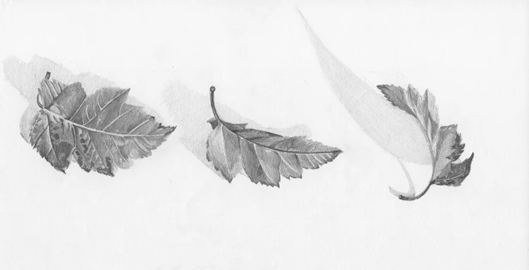 Graphite on Strathmore paper - 2008