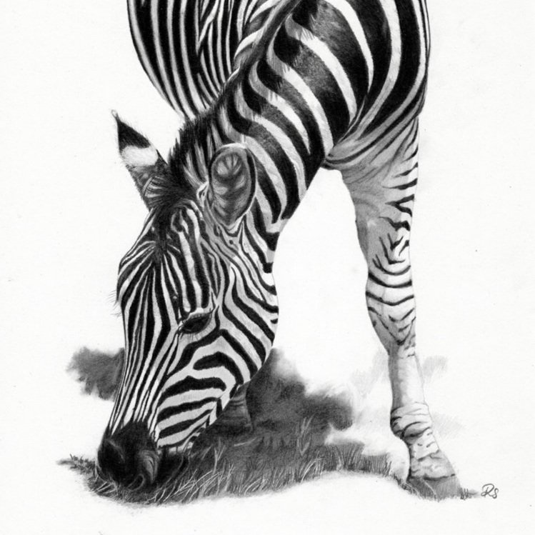 2022-Zebra-sm.jpg