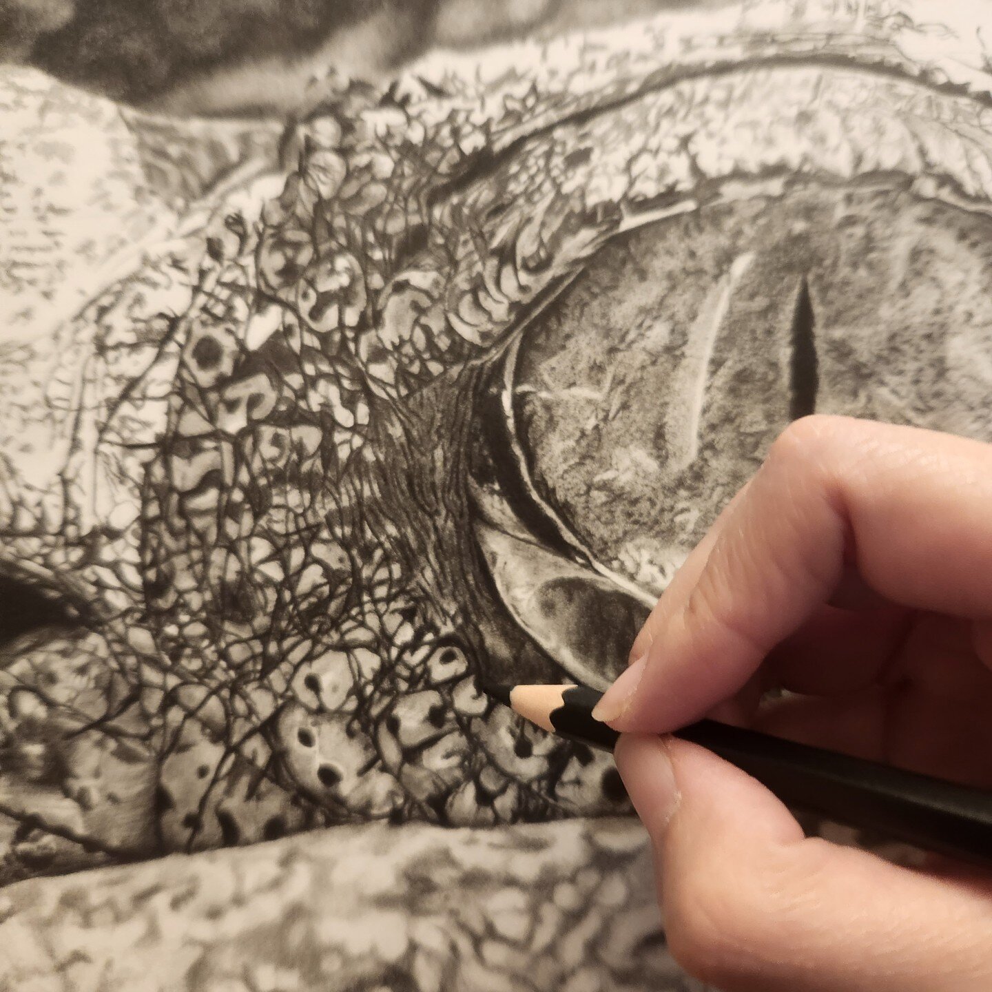 Details around the alligator's eye are very interesting. Loving working on each scales! To achieve deeper darker tones, I used Faber Castell Pitt Matt pencils that has reduced shiny effect that we normally get from normal graphite pencils! The combin