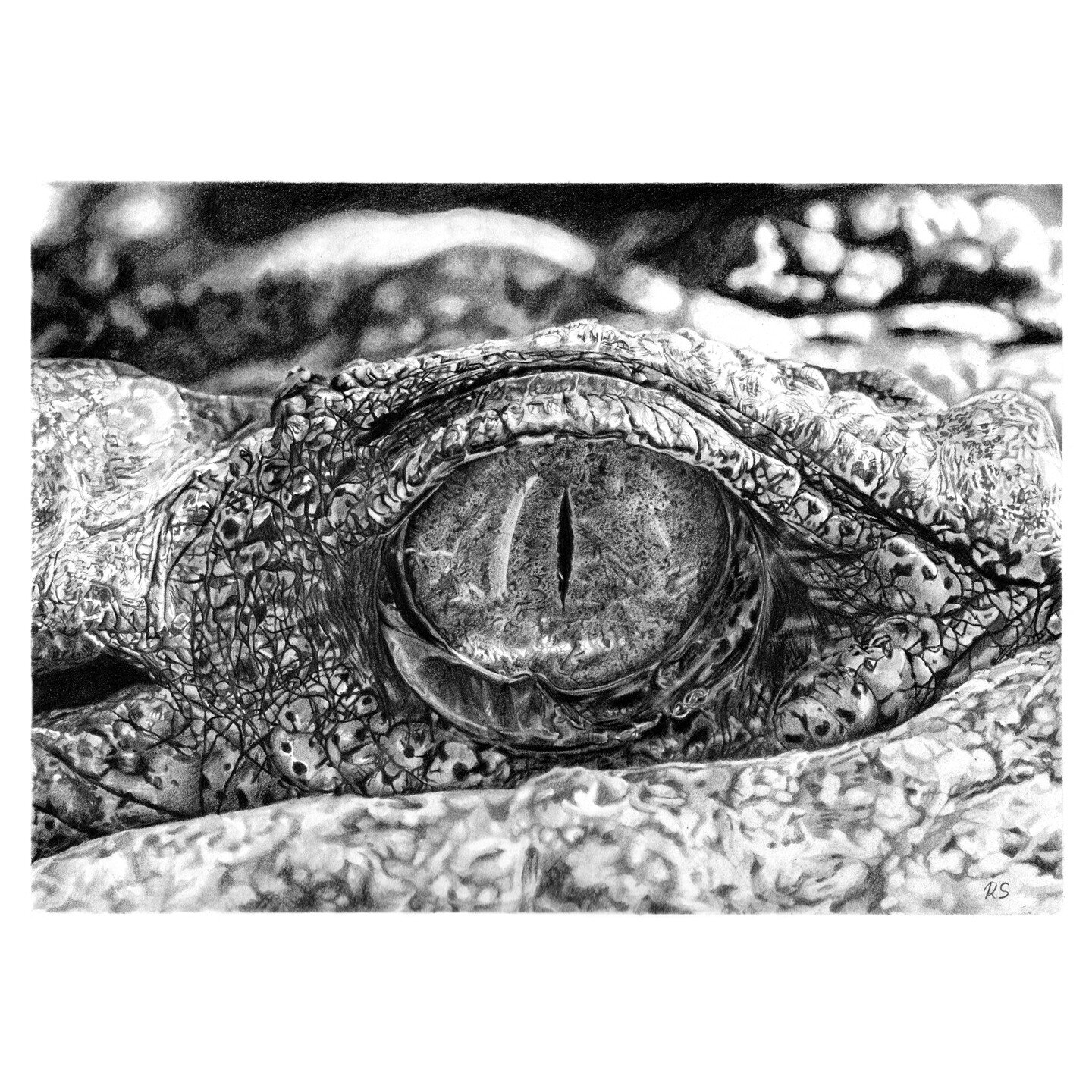 &quot;Scope of Sight&quot;, graphite on paper, 2023.
Legion Stormhenge - 9x12 inches

Happy almost mid-January!

#alligator #alligatoreye #graphitedrawing #cornea #wildlifeart #ratnasari.art #ArtisticTalent #EmergingArtists