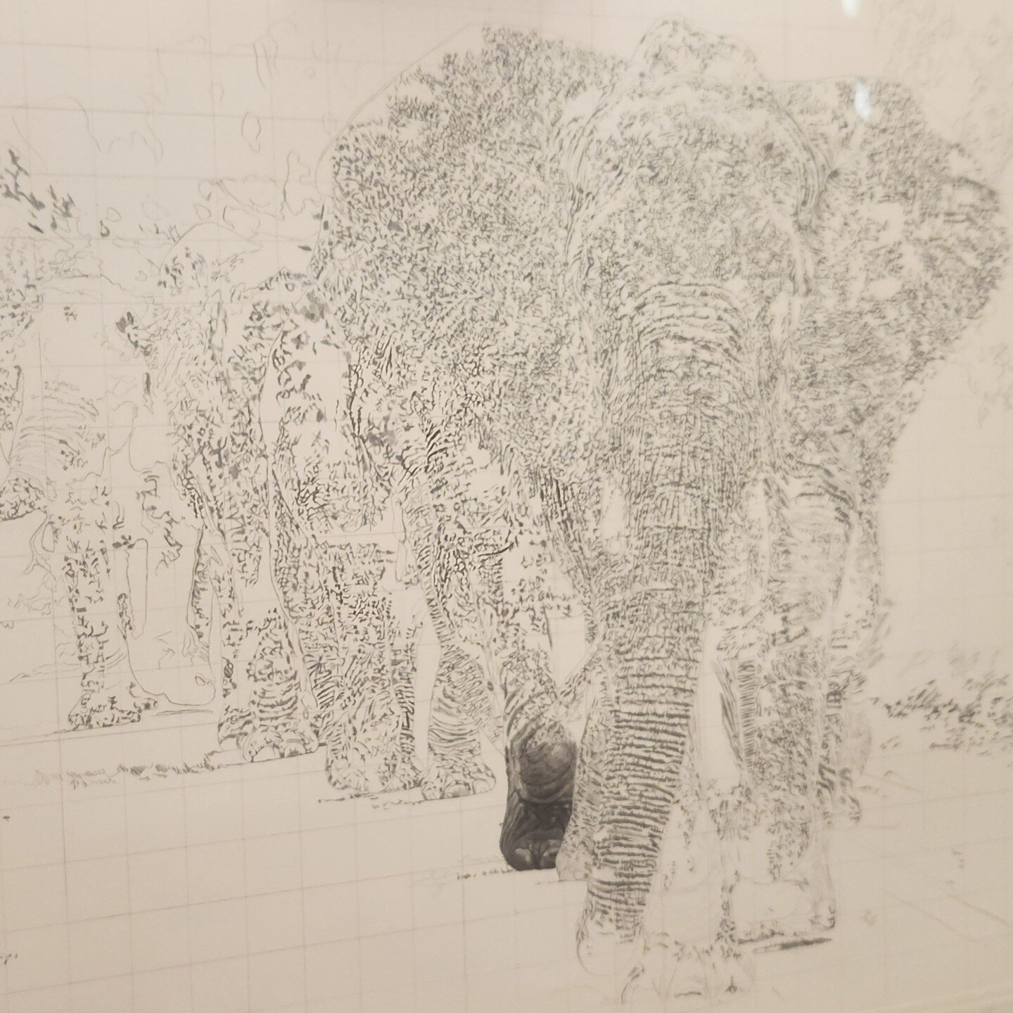 The beginning of &quot;Recollections on the Trail&quot;. Started out using my grid system, and I chose to start right in the middle, on one of the feet!

#pencildrawing #graphitedrawing #wildlifeart #wildlifeartwork #wildlifeartists #wildlifeartist #