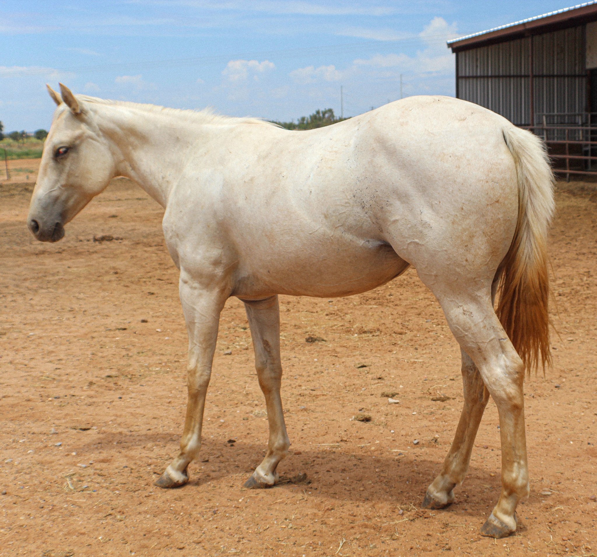 quarter horses for sale in new mexico