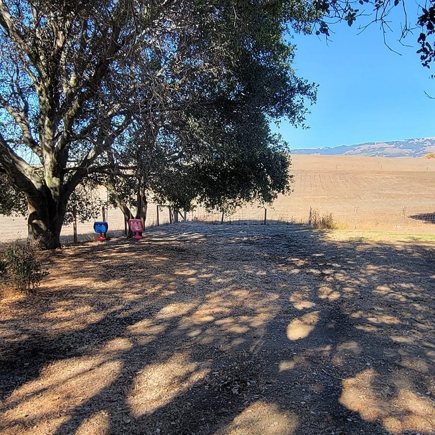 #Oak-dotted vistas and eager helpers make a #sitevisit way better.
.
Visit  prototype-la.com for more information on this rural landscape in #sonoma county
.
#landscapearchitecture