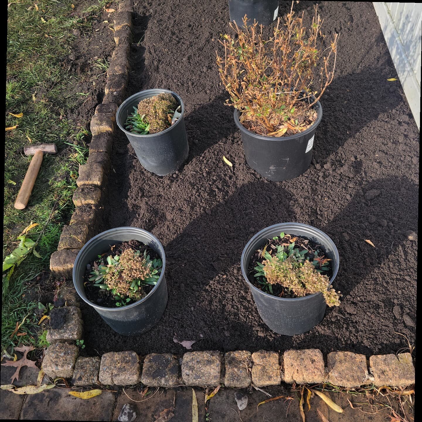 Morning site visit to oversee a planting layout for a quick landscape refresh .
.
No project is too big or too small- send a message if you need a #landscape refresher or you're interested in a incorporating #pollinator friendly design.
.
Thanks to #