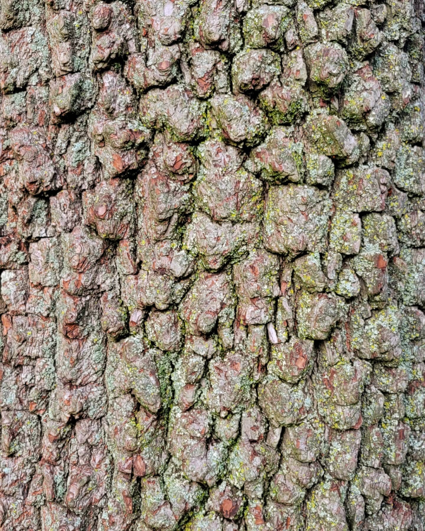 This tree develops a distinctive rectangular block bark with age. Can you guess this native tree? 
.
Hint, the common name rhymes with schmersimmon
.
#nativeplants #zone7  #sustainablelandscapes  #landscapearchitecture