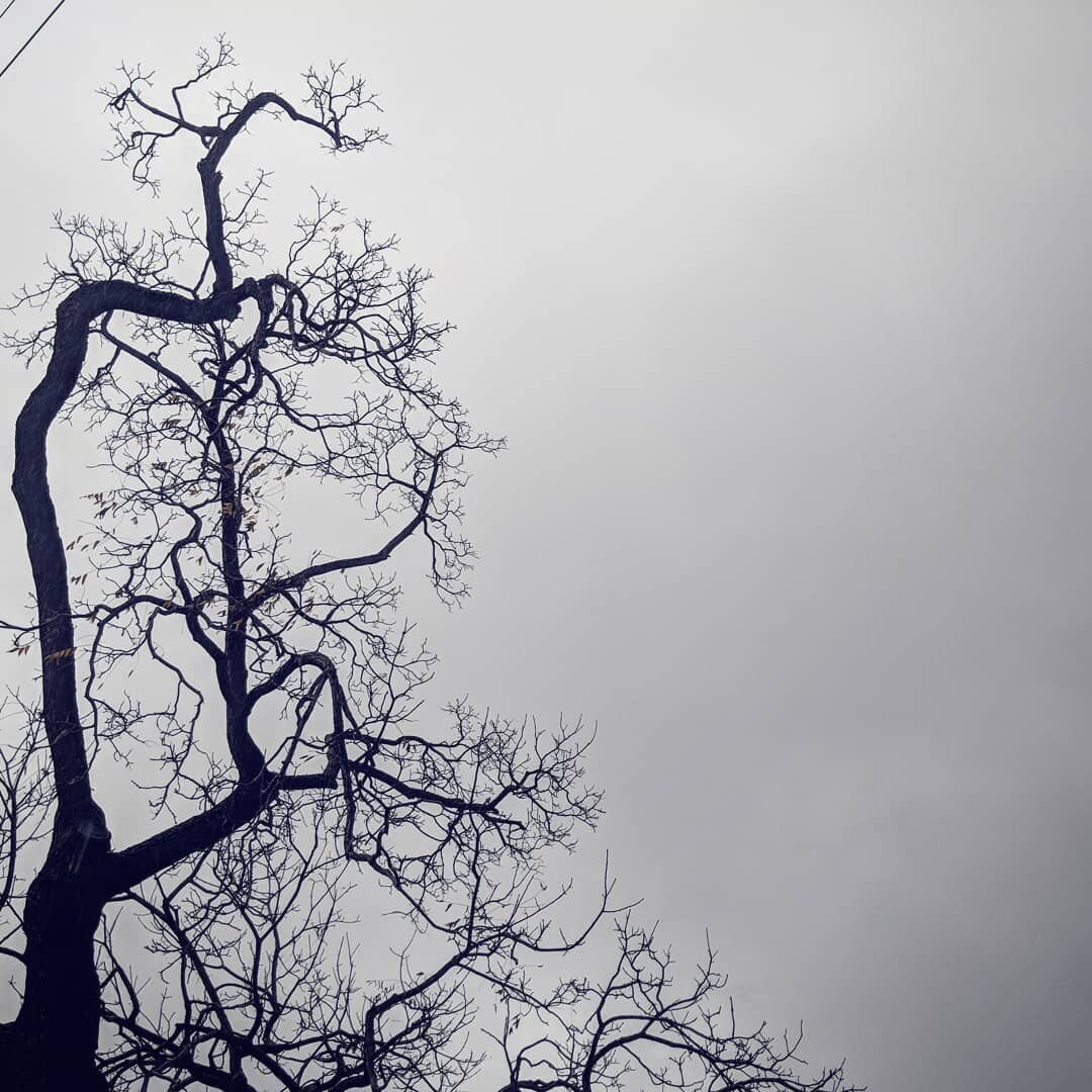 trees! always with a flair for drama
.
srsly tho, municipal street trees, sometimes found in the public right-of-way (by the curb) are an integral part of green infrastructure in many cities and towns! they're important, drama and all.
.
#streettrees