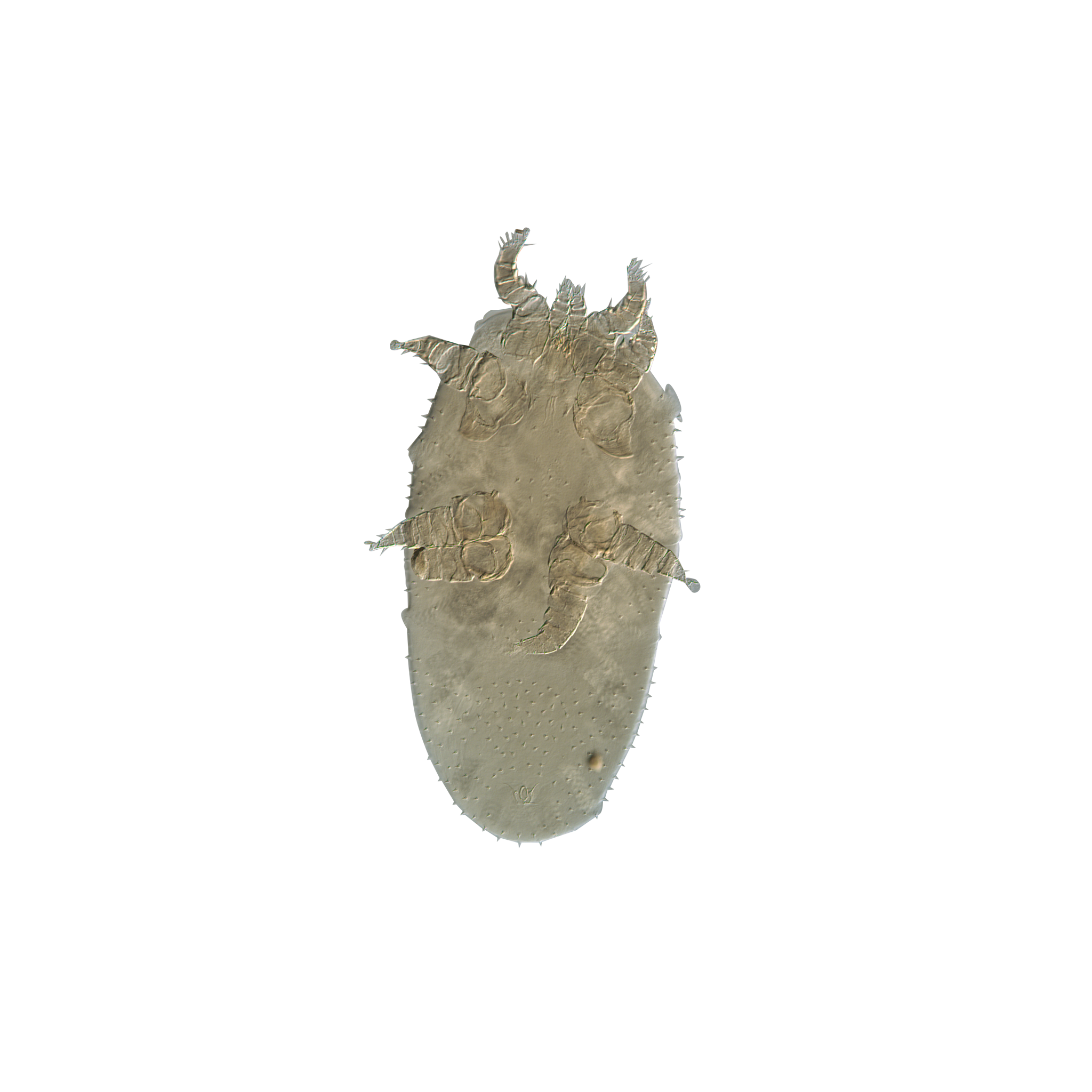 Marianae Cutout - half zoom - no blur copy.png