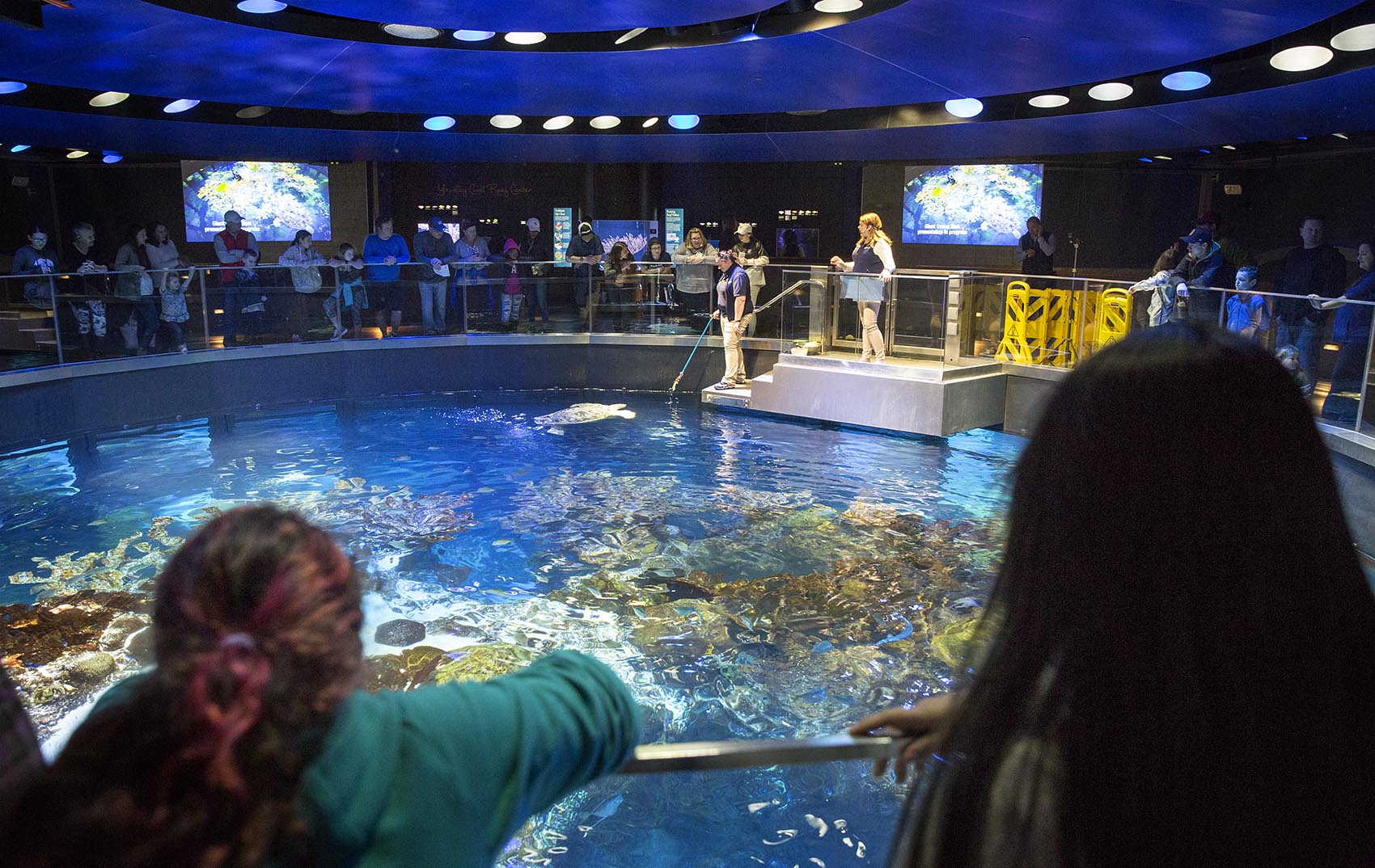 0402_neaq-turtles-02.jpg