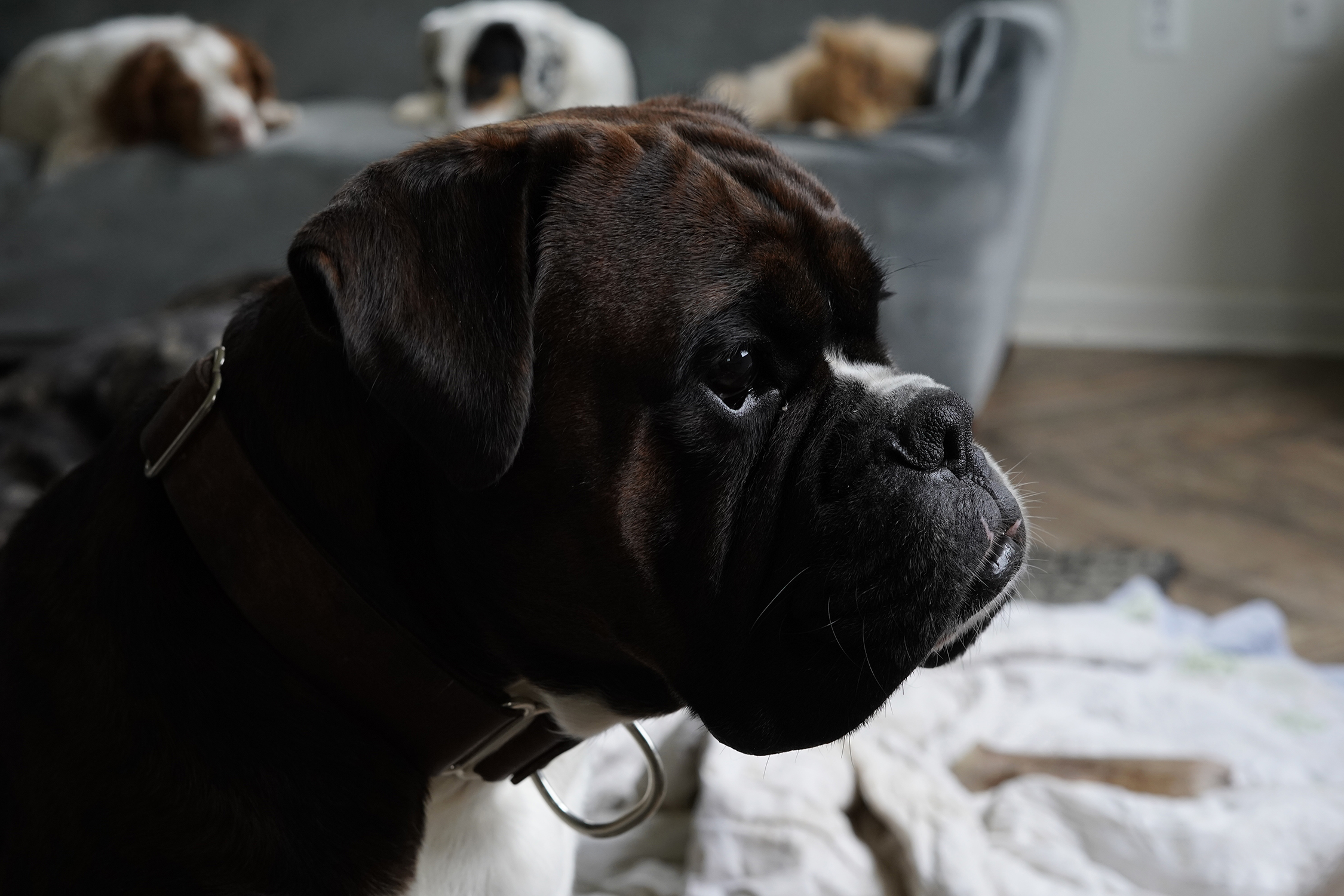 Pet Portrait.jpg