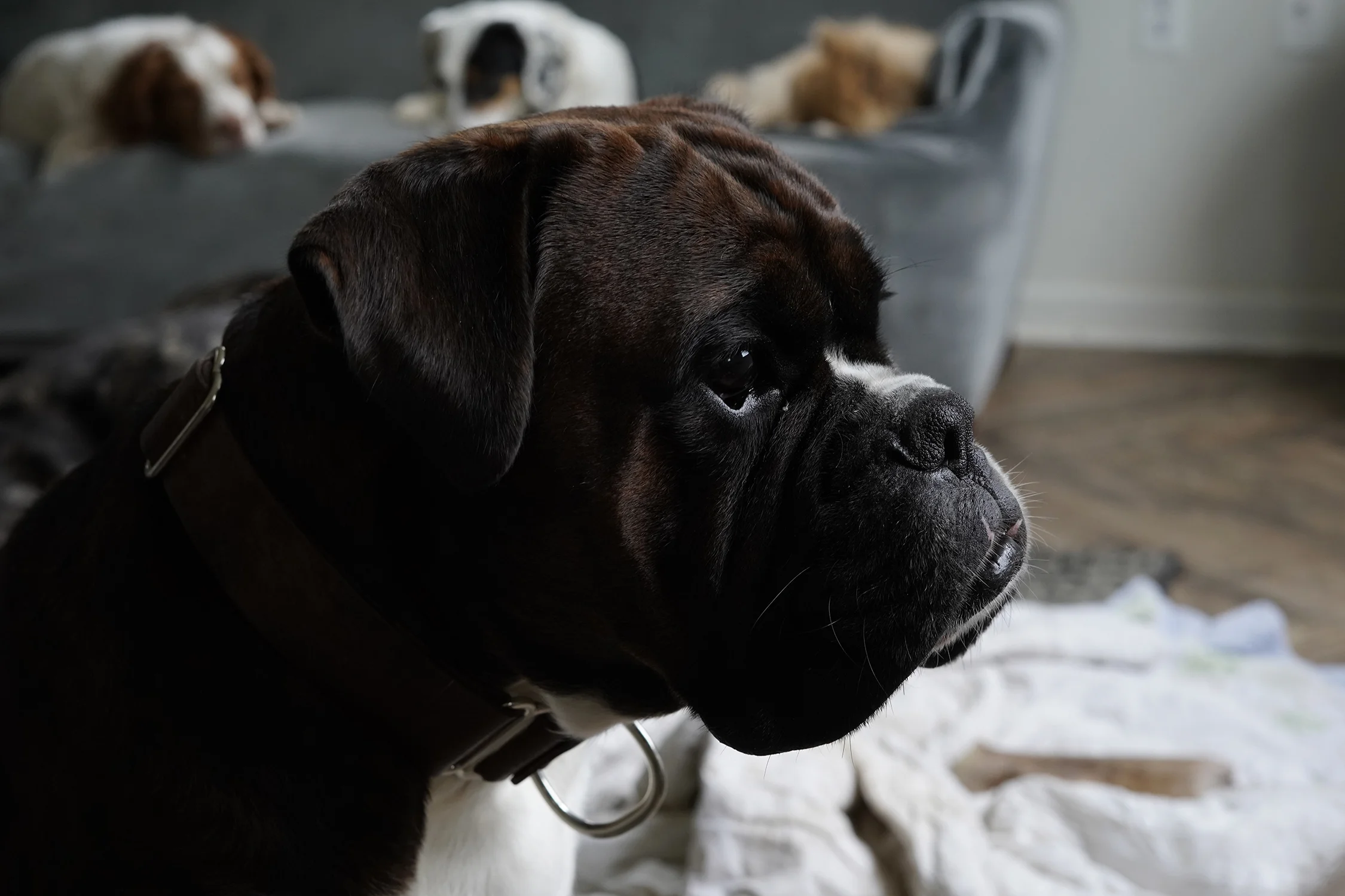 Growing_Ideas_forDogs_Dino_Web.jpg