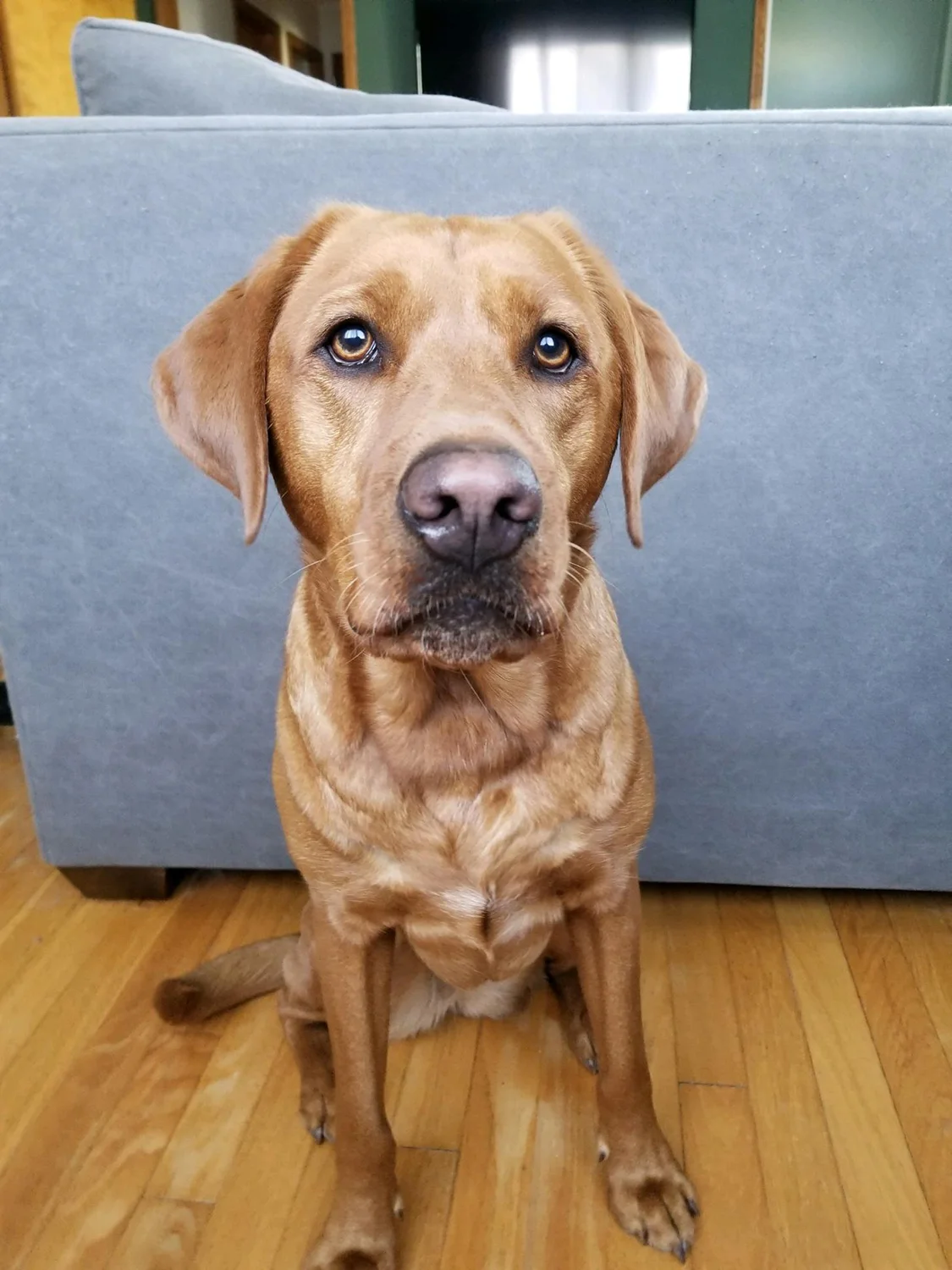 Custom_Pet_Portrait_Before_Web.jpg