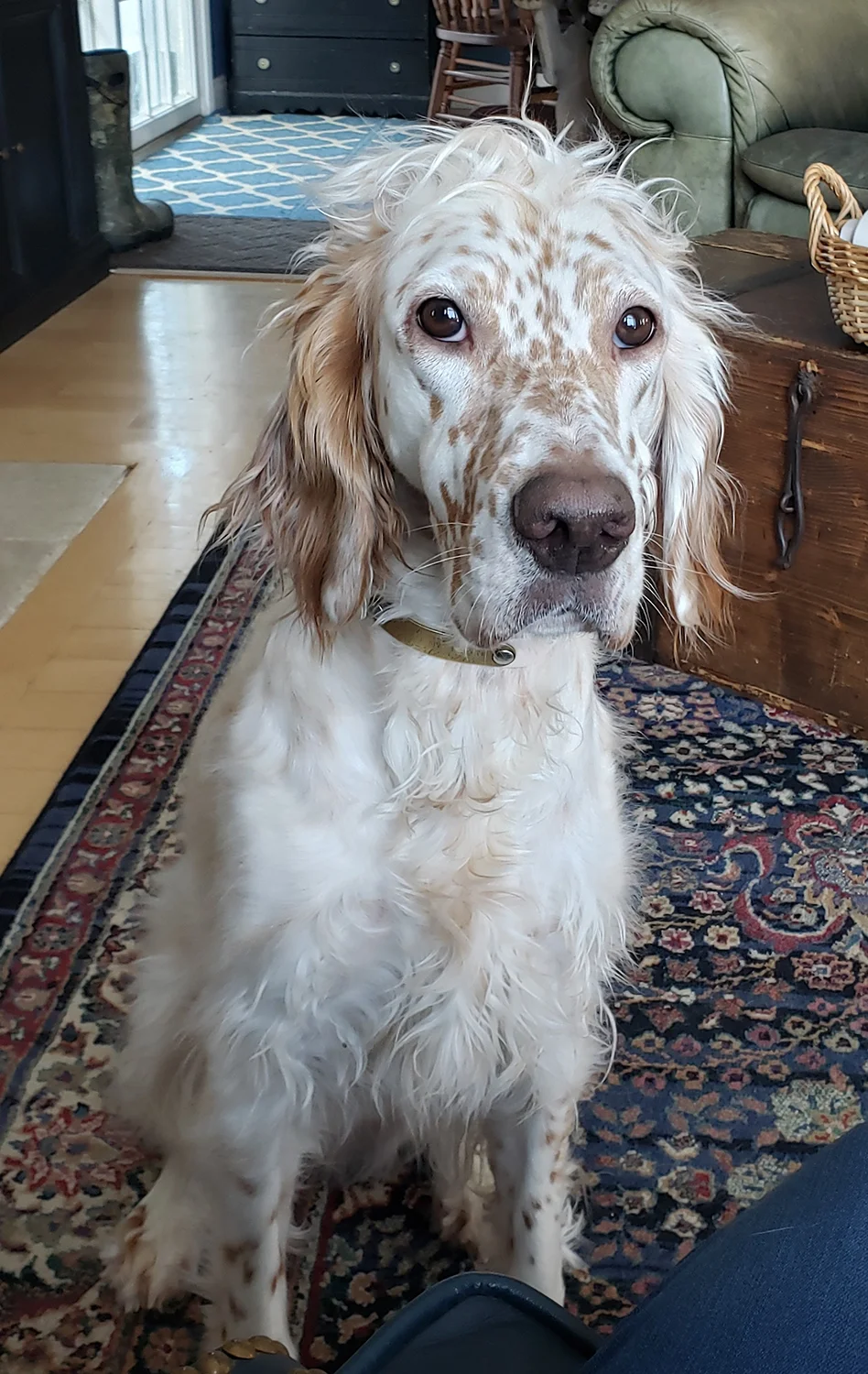Pet_Portrait_Art_Web.jpg