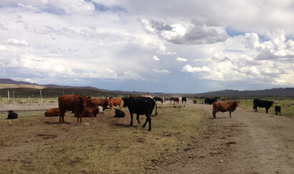 Cattle grazing on degraded land. Photo by Wikimedia Commons: Famartin.