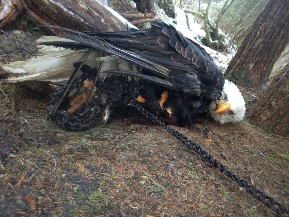 Bald eagle in leghold trap. Photo from jonathanturley.org.