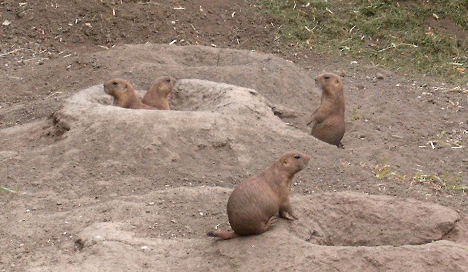 Black-tailed prairie dog family. Photo by Mathae from Wikimedia.org.