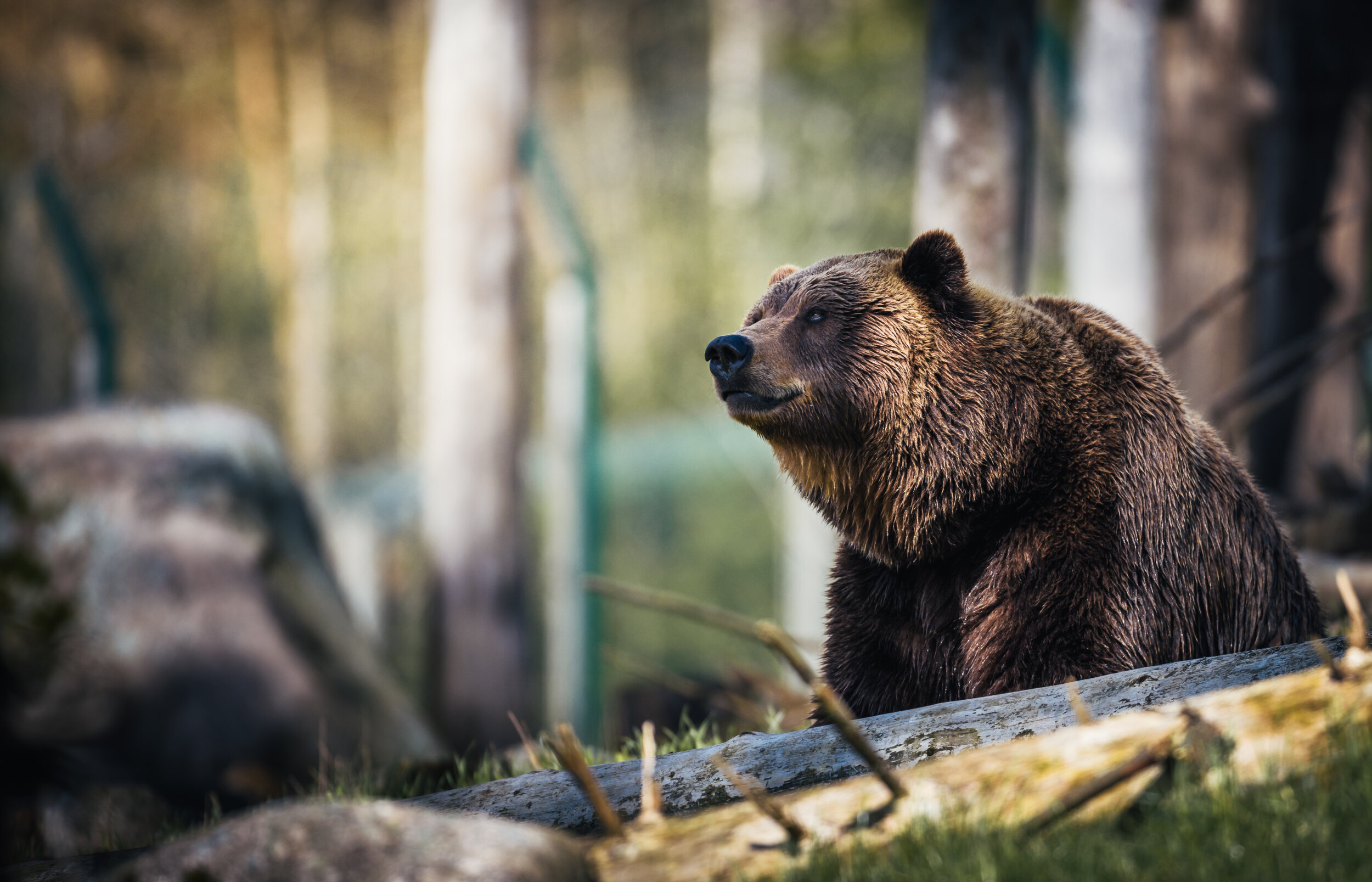 Canva - Close-Up Photography of Grizzly Bear.jpg