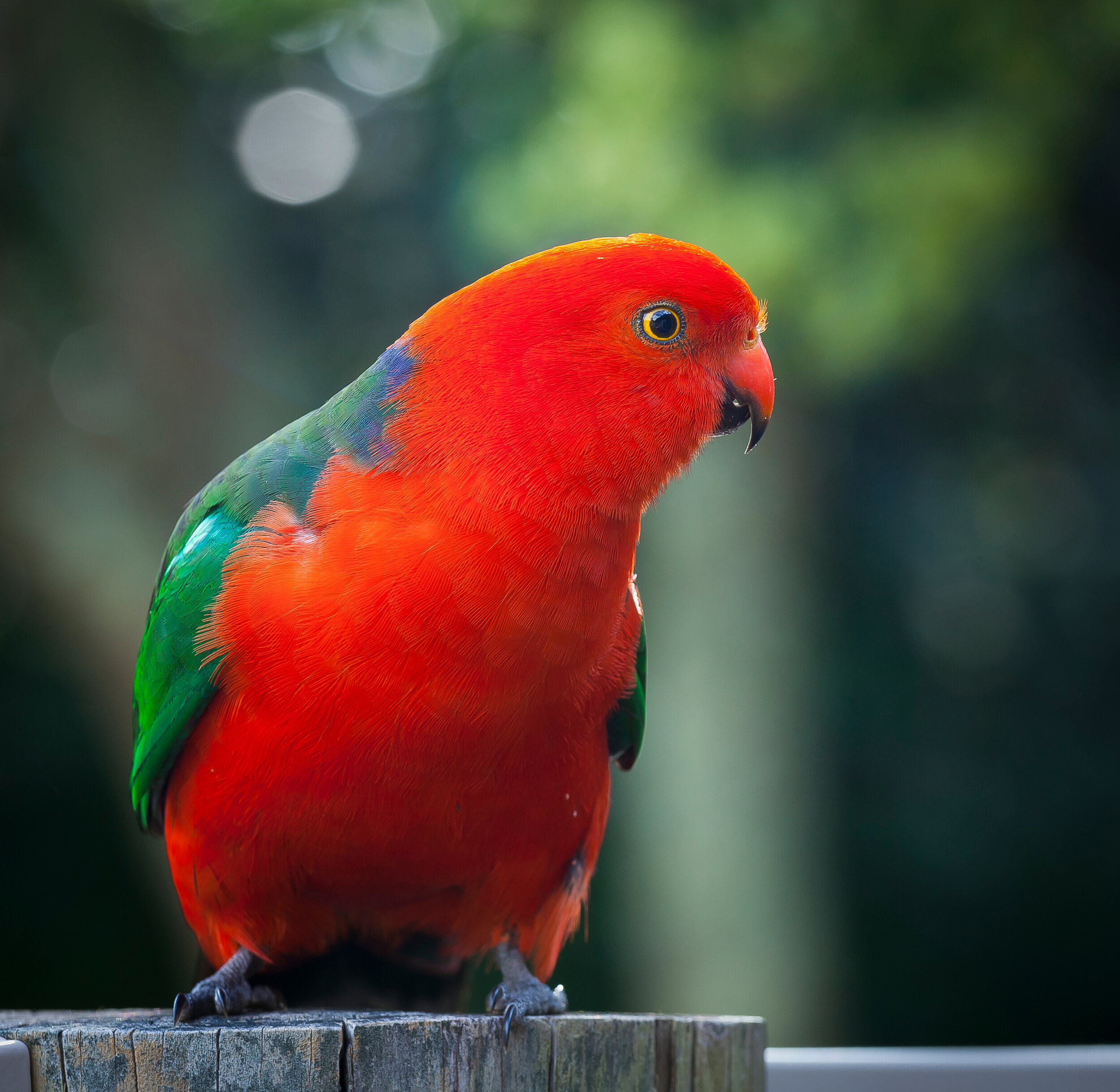 Canva - Red and Green Bird on Gray Tree.jpg