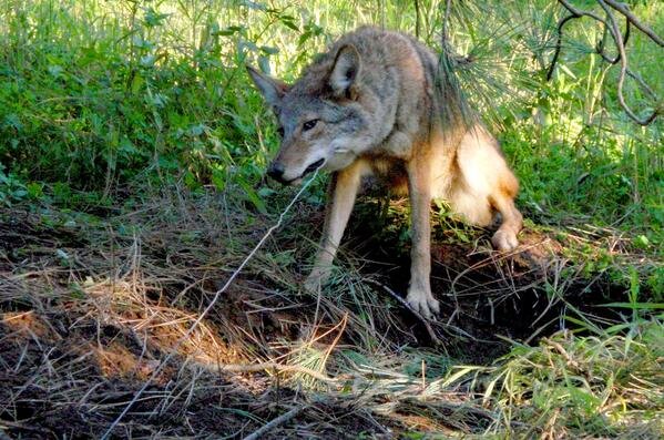 Coyote in snare trap. Photo from latimes.com.