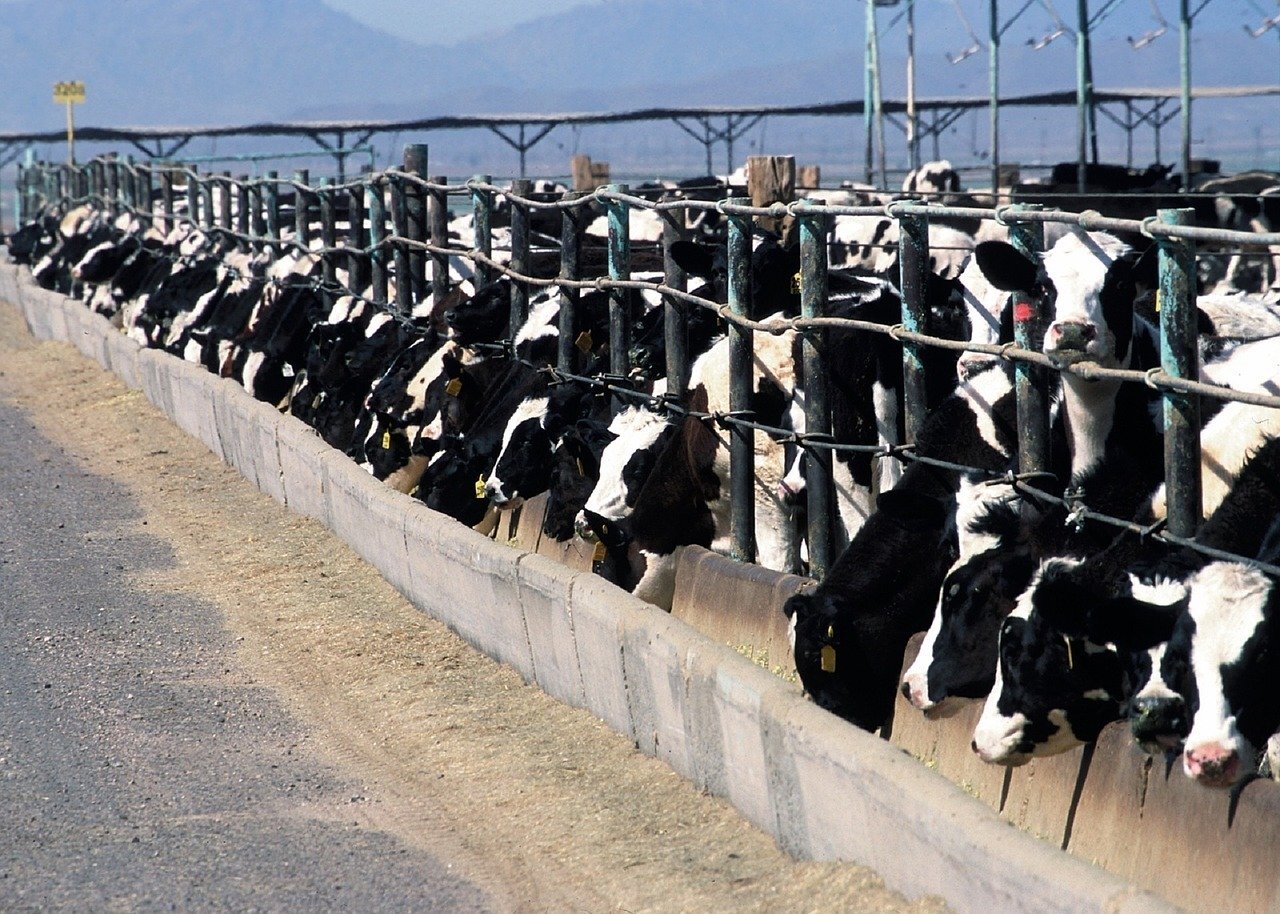 Cattle Feedlot. Photo by  skeeze from Pixabay .