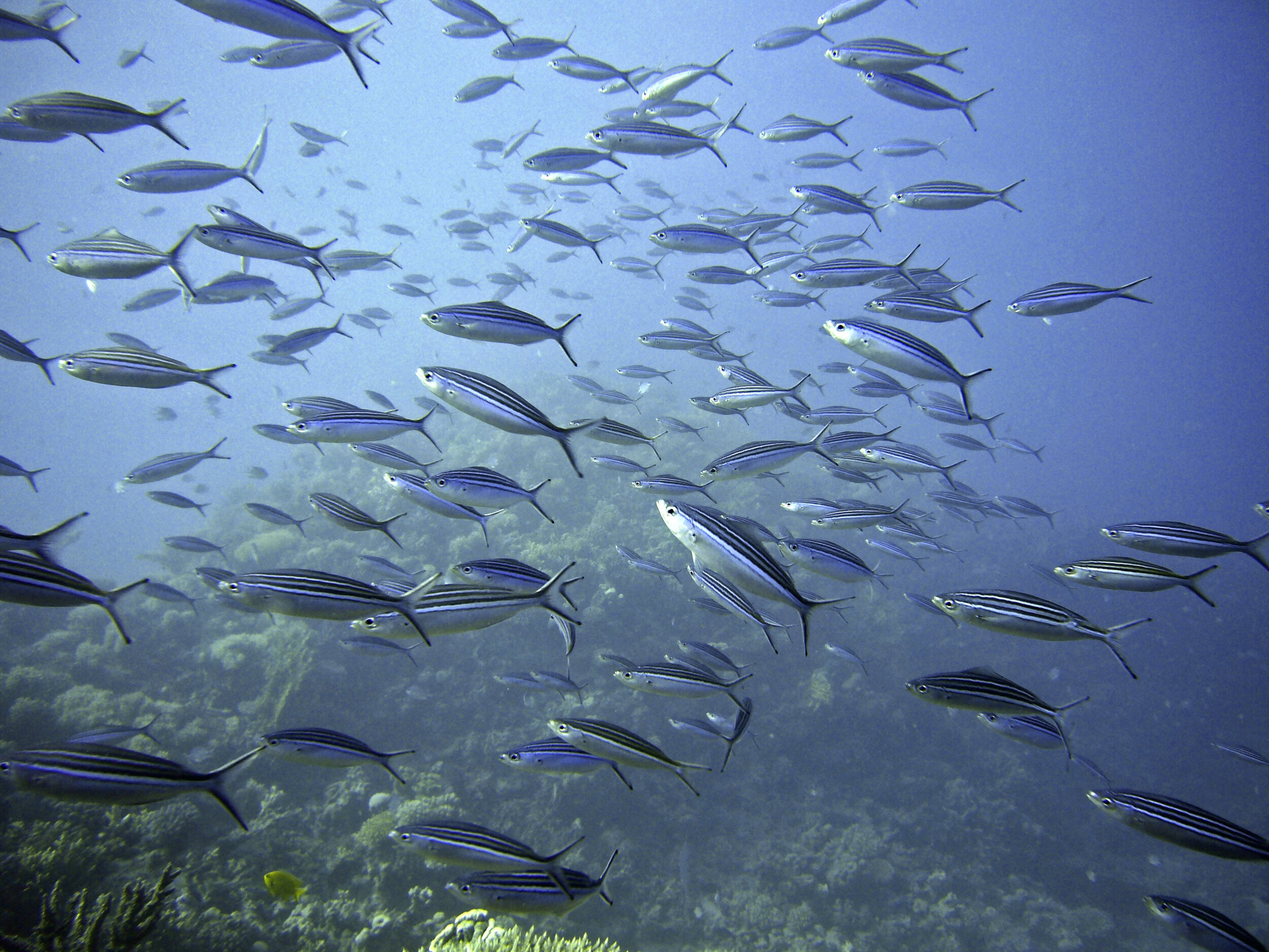 Canva - School of Fish Underwater.jpg