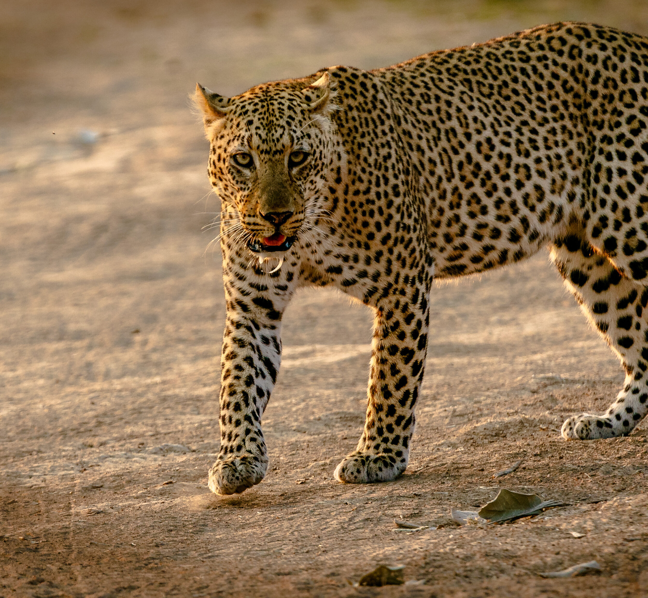 Canva - Cheetah.jpg