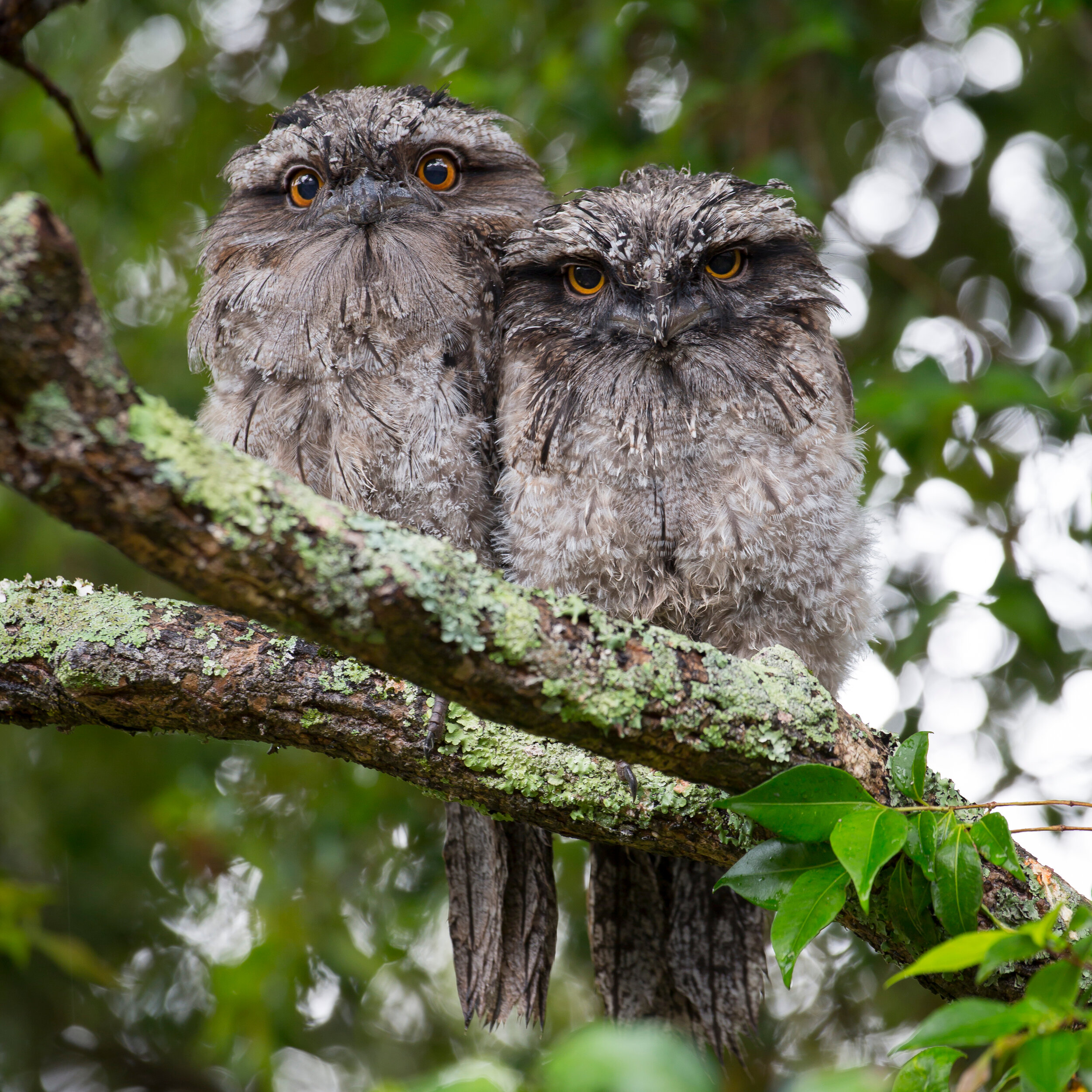 Canva - 2 Owls on Tree Branch during Daytime.jpg