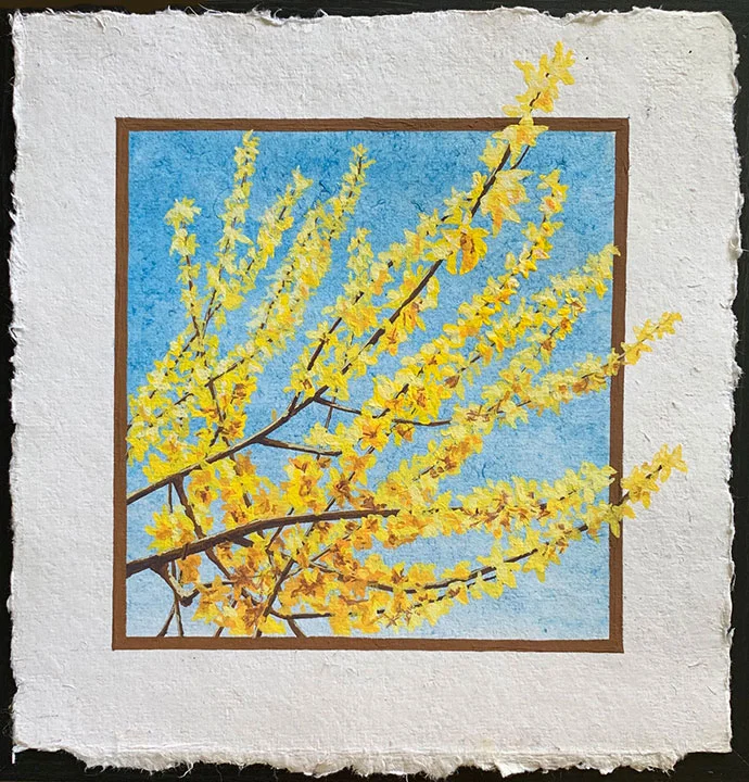 CDelaney_Forsythia.jpg