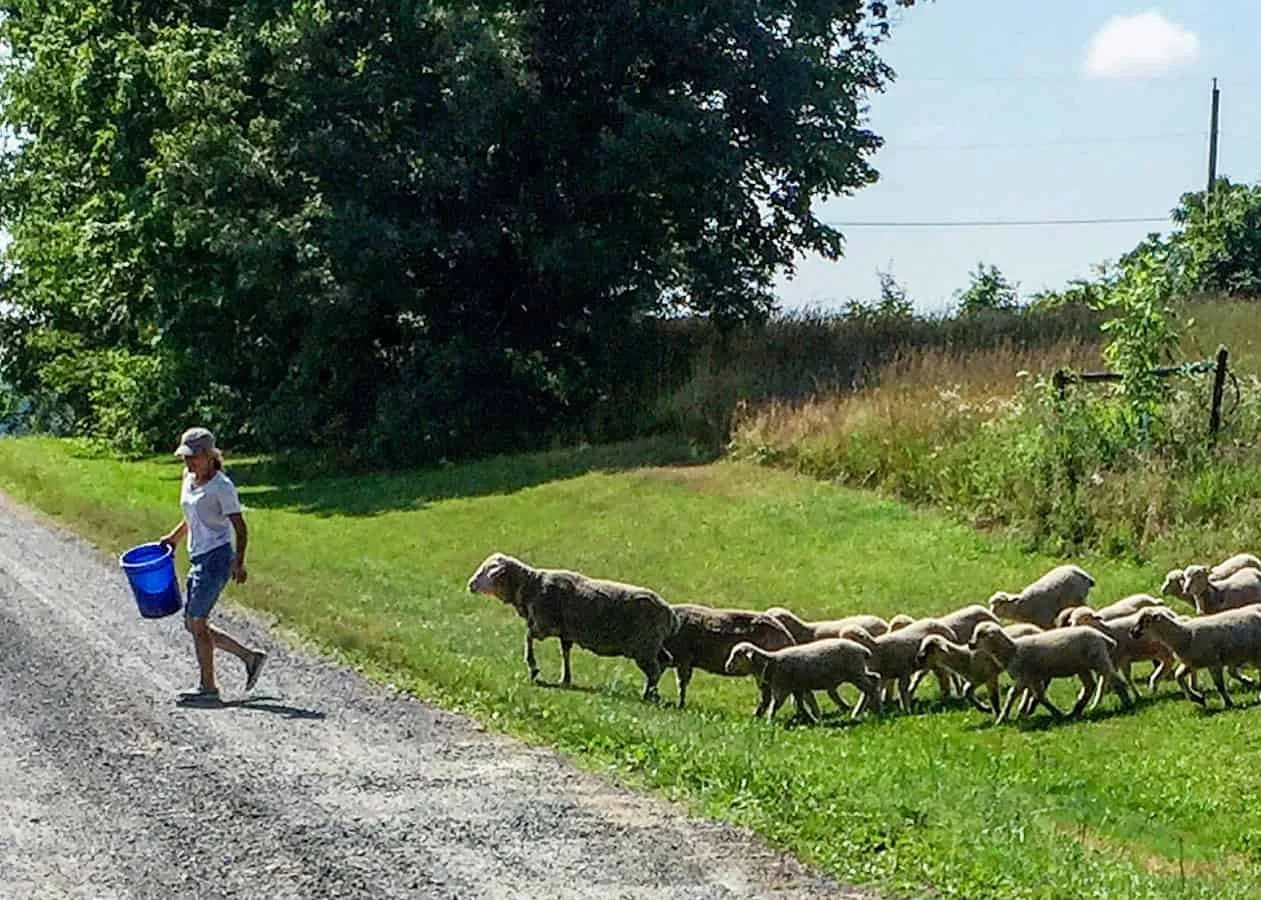 A shepherdess leading a small flock of lambs to pasture.