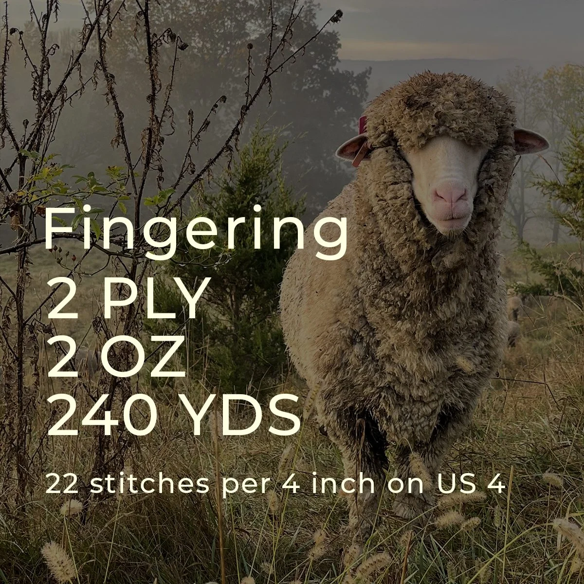 fingering-2026-info.jpg