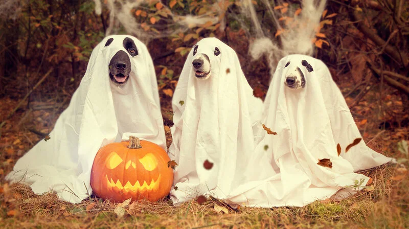 A picture of three large dogs wearing white sheets dressed up as ghosts